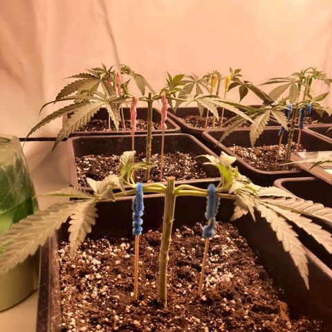 Critical Purple growlog timeline photo