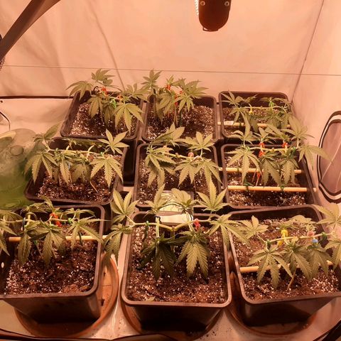 Critical Purple growlog timeline photo