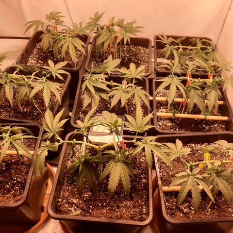 Critical Purple growlog timeline photo