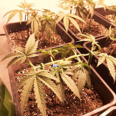 Critical Purple growlog timeline photo