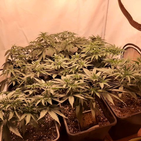 Critical Purple growlog timeline photo