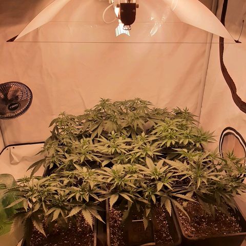 Critical Purple growlog timeline photo