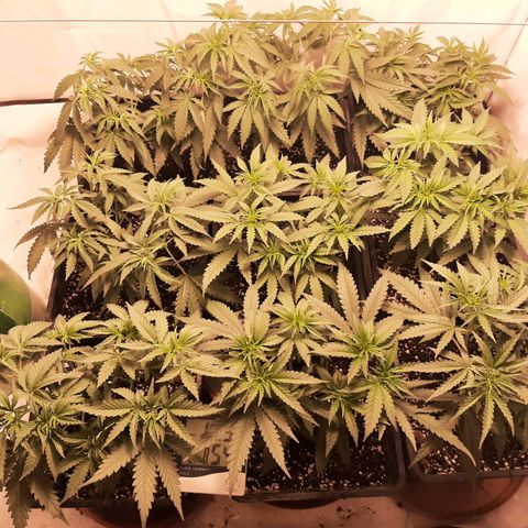 Critical Purple growlog timeline photo