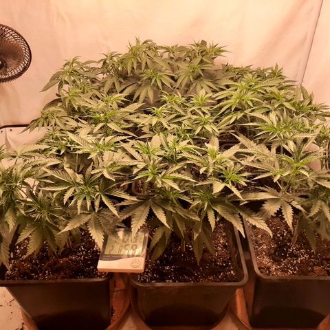 Critical Purple growlog timeline photo