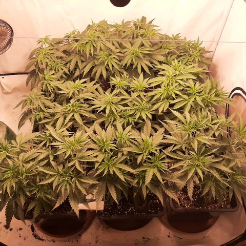 Critical Purple growlog timeline photo