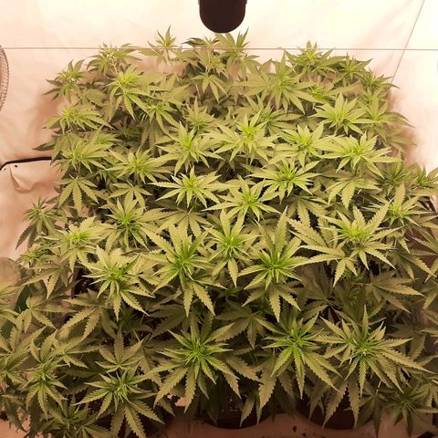 Critical Purple growlog timeline photo