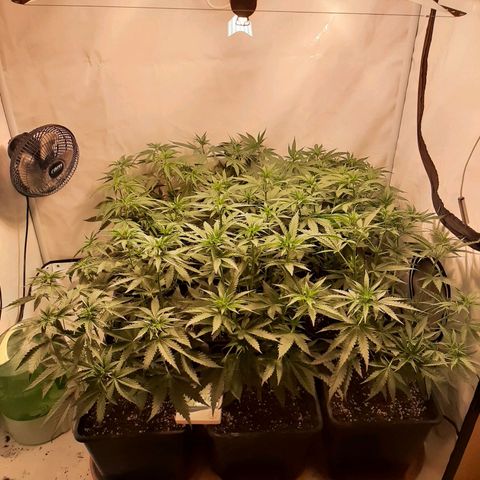 Critical Purple growlog timeline photo