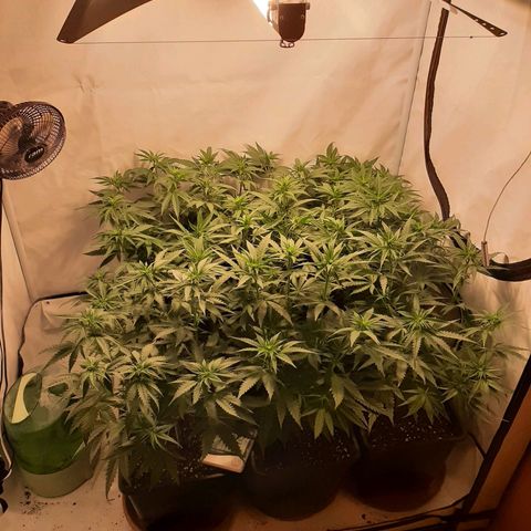 Critical Purple growlog timeline photo