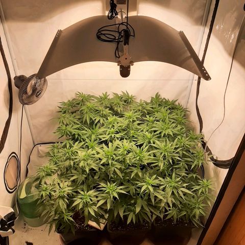 Critical Purple growlog timeline photo