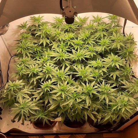 Critical Purple growlog timeline photo