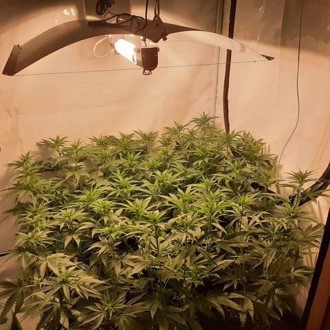 Critical Purple growlog timeline photo