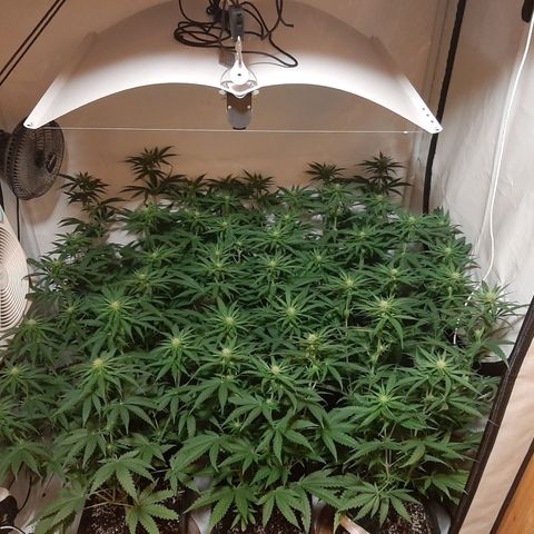 Critical Purple growlog timeline photo