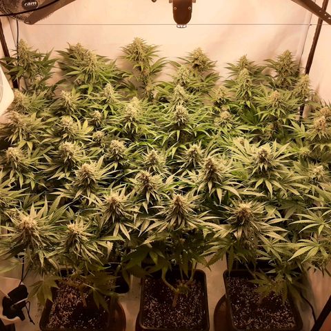 Critical Purple growlog timeline photo