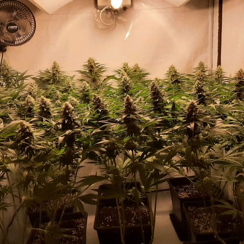Critical Purple growlog timeline photo