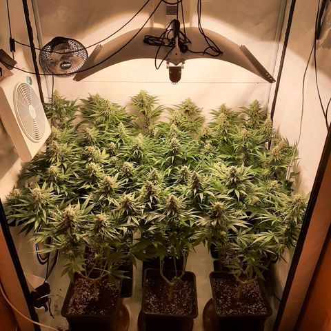 Critical Purple growlog timeline photo