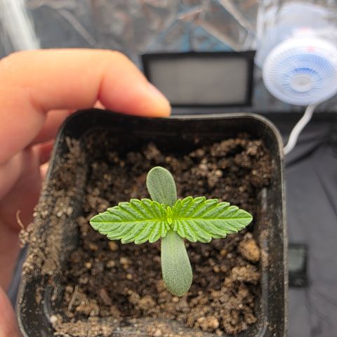 Ztrawberry FEM 1 growlog photo: Dia 3