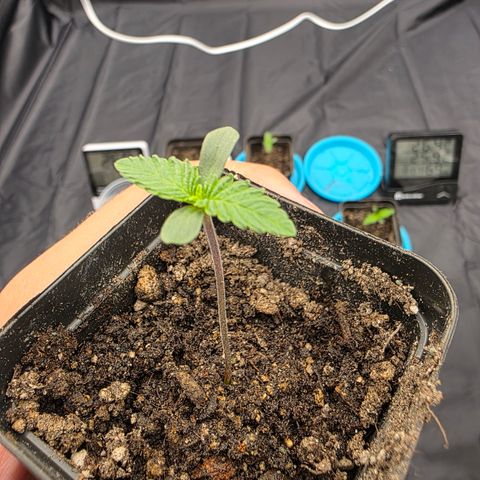 Ztrawberry FEM 1 growlog photo: Dia 3