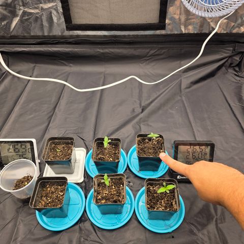 Ztrawberry FEM 1 growlog photo: Dia 3