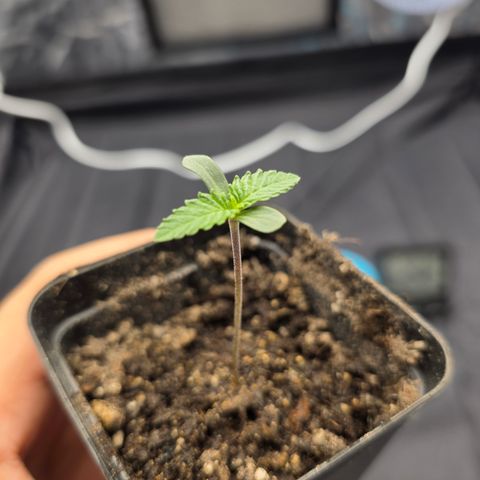 Ztrawberry FEM 1 growlog photo: Dia 3