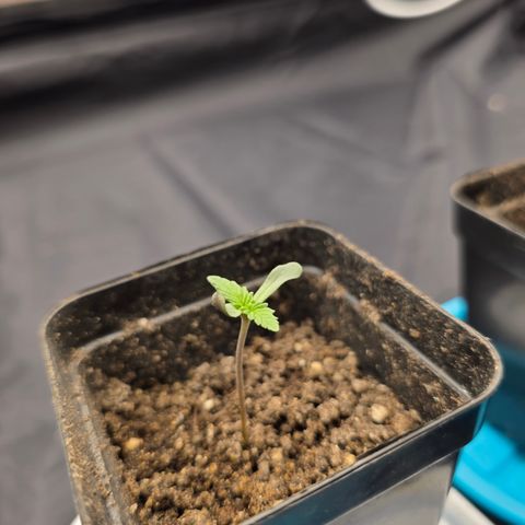 King's Kush FEM  growlog photo: Dia 2 Veg