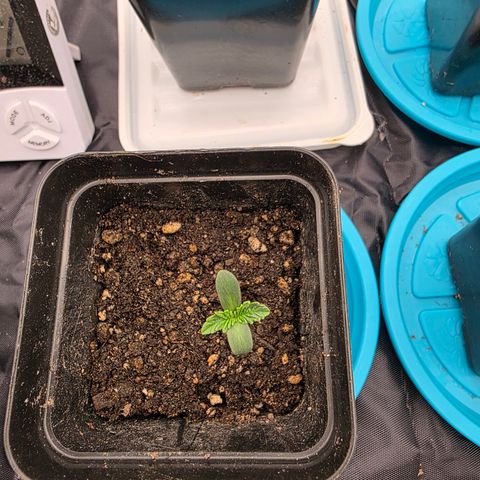 Cherry Pavlova FEM growlog photo: Dia 1 Veg