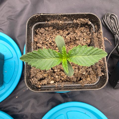 Ztrawberry FEM 1 growlog photo: Dia 5