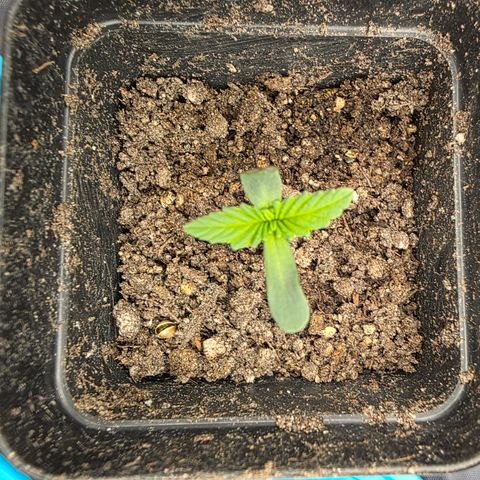 King's Kush FEM  growlog photo: Dia 2 Veg