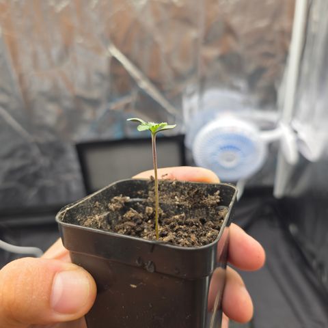 Ztrawberry FEM 1 growlog photo: Dia 3