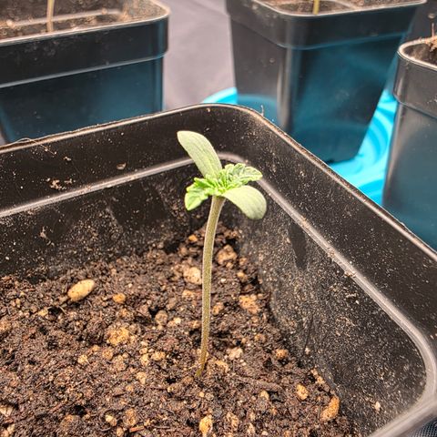 Cherry Pavlova FEM growlog photo: Dia 1 Veg