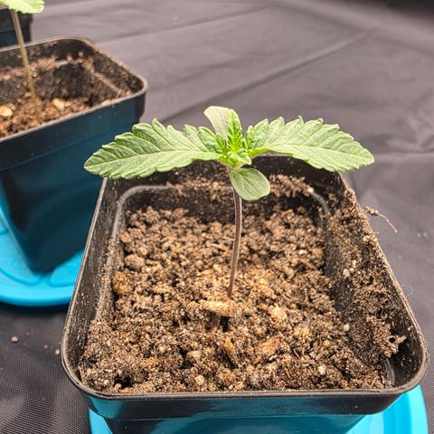 Ztrawberry FEM 1 growlog photo: Dia 5
