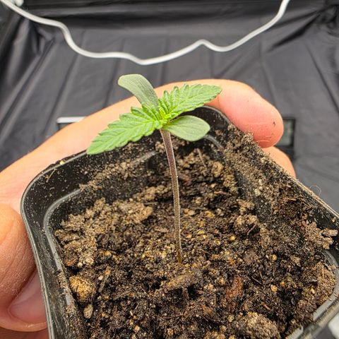 Ztrawberry FEM 1 growlog photo: Dia 3
