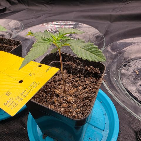 Ztrawberry FEM 1 growlog timeline photo