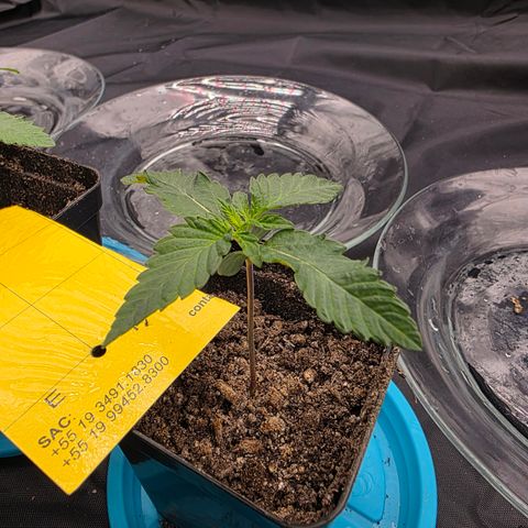 Ztrawberry FEM 1 growlog timeline photo