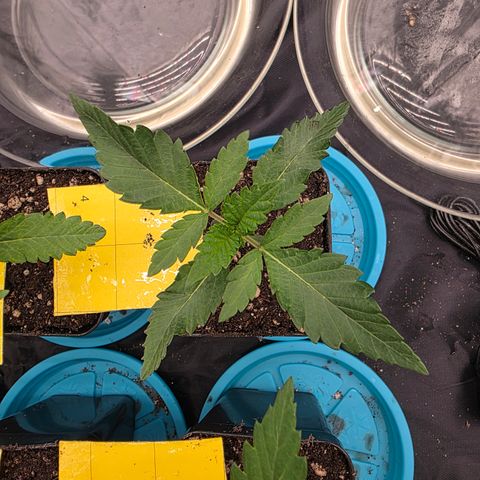 Ztrawberry FEM 1 growlog timeline photo