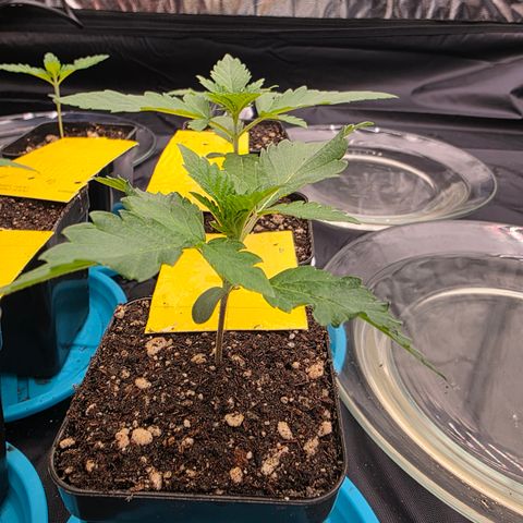 Ztrawberry FEM 1 growlog timeline photo