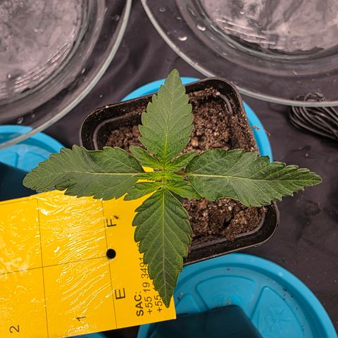 Ztrawberry FEM 1 growlog timeline photo