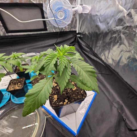 Ztrawberry FEM 1 growlog timeline photo