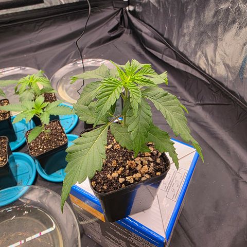Ztrawberry FEM 1 growlog timeline photo