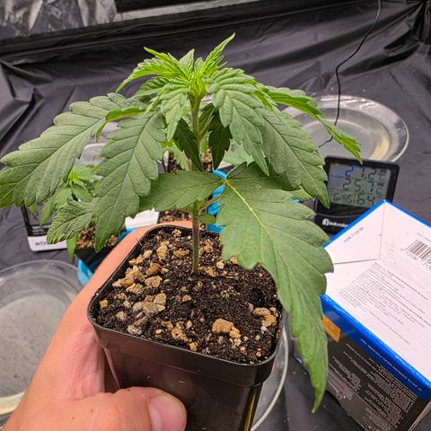 Ztrawberry FEM 1 growlog timeline photo