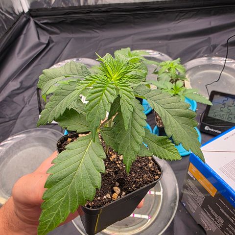 Ztrawberry FEM 1 growlog timeline photo