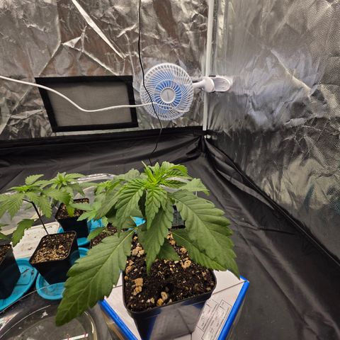 Ztrawberry FEM 1 growlog timeline photo