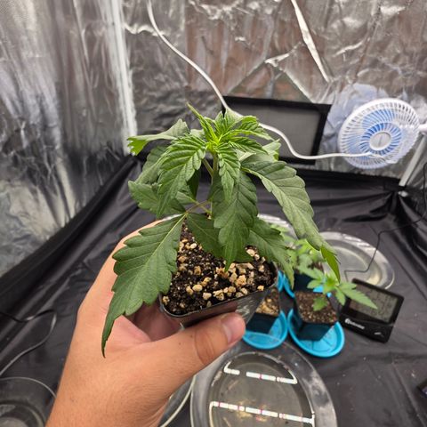 Ztrawberry FEM 1 growlog timeline photo