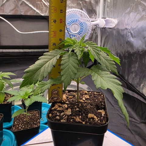 Ztrawberry FEM 1 growlog timeline photo