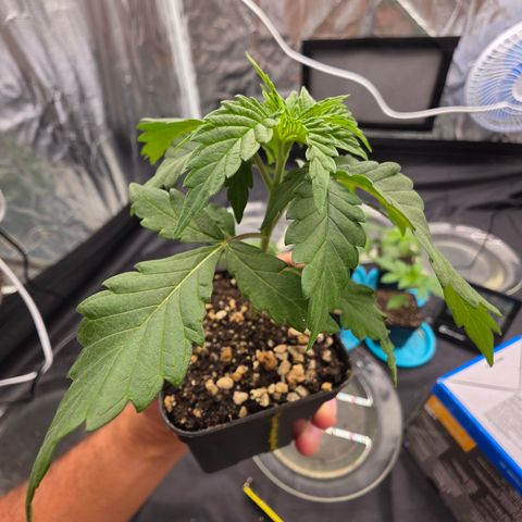 Ztrawberry FEM 1 growlog timeline photo