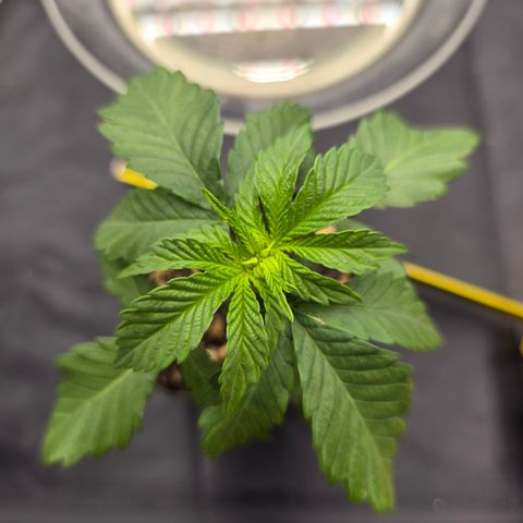 Ztrawberry FEM 1 growlog timeline photo