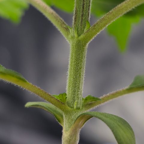 Ztrawberry FEM 1 growlog timeline photo