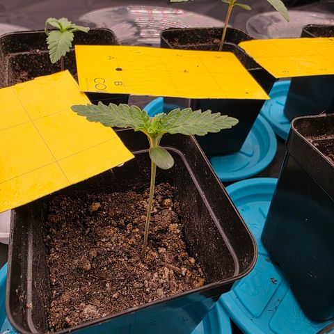 Cherry Pavlova FEM growlog timeline photo