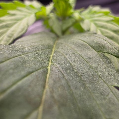 King's Kush FEM  growlog timeline photo