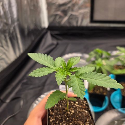 Cherry Pavlova FEM growlog timeline photo