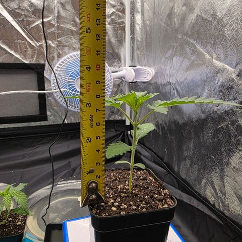 Cherry Pavlova FEM growlog timeline photo